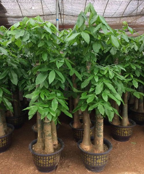 深圳專業花卉綠植服務 租借、銷售與養護的一站式解決方案