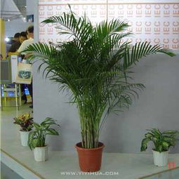 無錫企業綠植租擺服務 花卉租賃，為您的空間注入自然活力