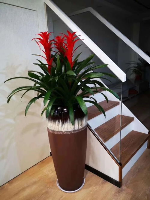 深圳辦公室花卉綠植租擺服務 美化空間，煥發企業活力